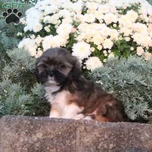 Barley, Lhasa Apso Puppy